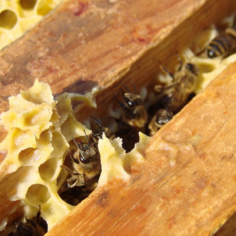 L'hydromel : de l'eau, du miel et des levures, tout simplement? Hydromel et Hypocras